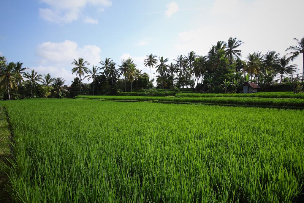 Satori Villas Bali Ubud Zewnętrze zdjęcie